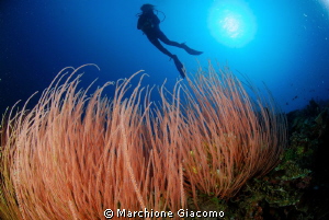 Red wide
Nikon D200 , 10,5mm Nikon, twin strobo
Walea m... by Marchione Giacomo 